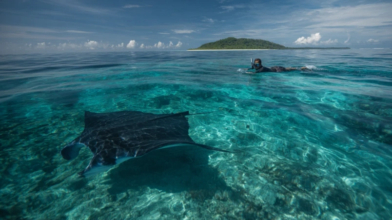 Snorklare vid Baa-atollen på Maldiverna med mantarocka under ytan